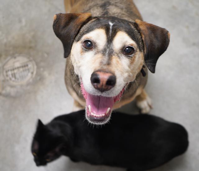 Mary Jane AND Stevie! INCREDIBLE CAT DOG bonded pair! READ THEIR AMAZING STORY