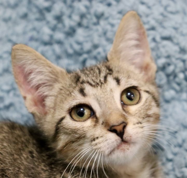 Macadamia, an adopted Domestic Short Hair & Tabby Mix in Saint Augustine, FL_image-4
