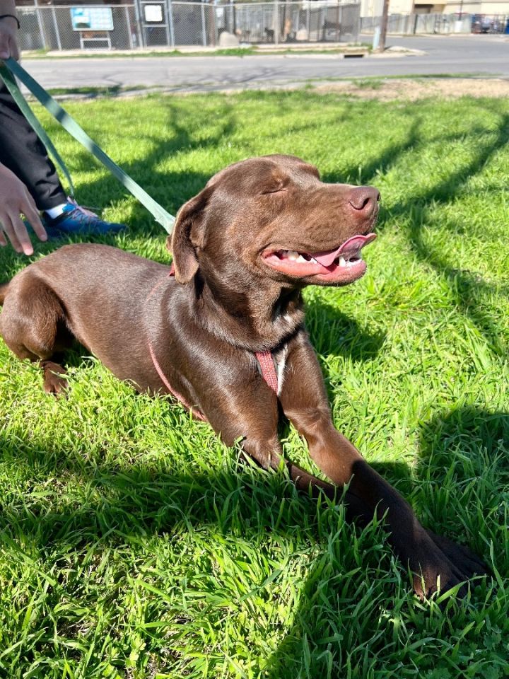 Beth, an adoptable Labrador Retriever & Pit Bull Terrier Mix in Uvalde, TX_image-1