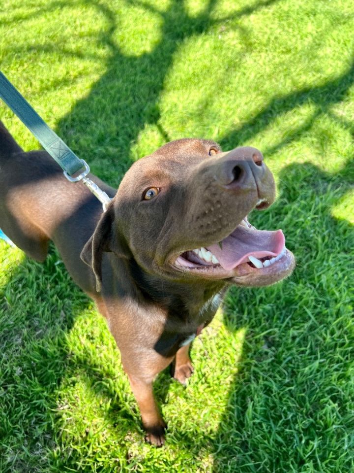 Beth, an adoptable Labrador Retriever & Pit Bull Terrier Mix in Uvalde, TX_image-3