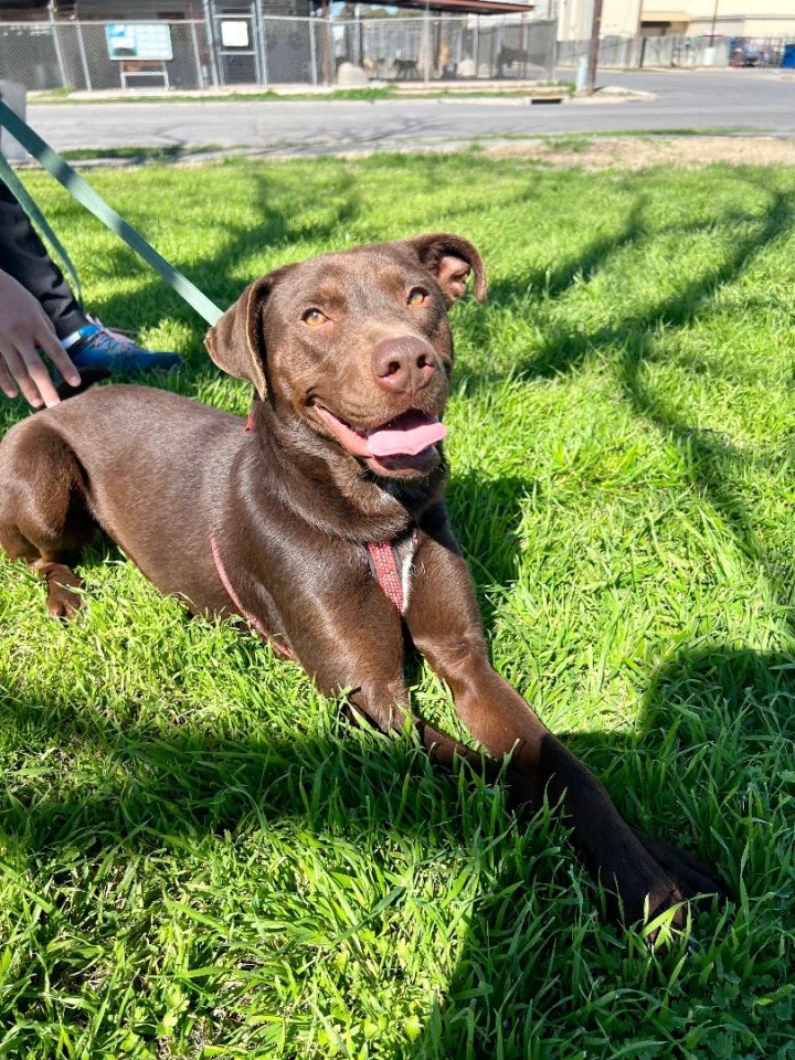 Beth, an adoptable Labrador Retriever & Pit Bull Terrier Mix in Uvalde, TX_image-4