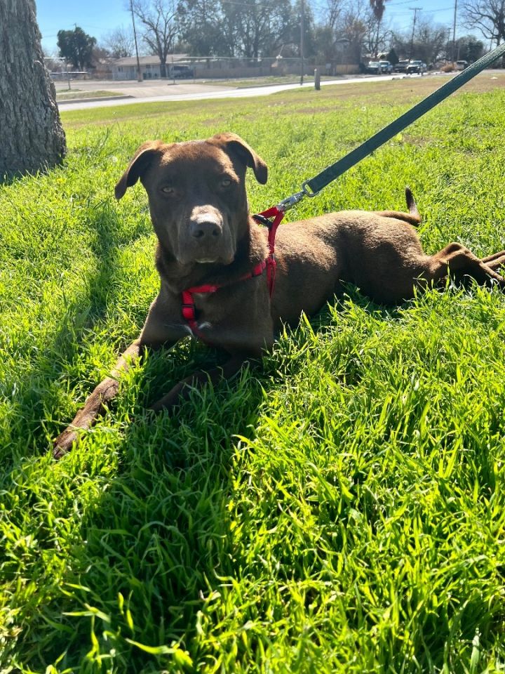 Marvin, an adoptable Black Labrador Retriever & Pit Bull Terrier Mix in Uvalde, TX_image-1