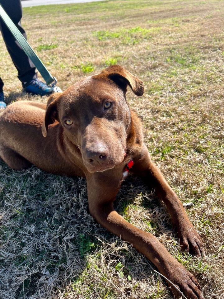 Chocolate lab pit store mix