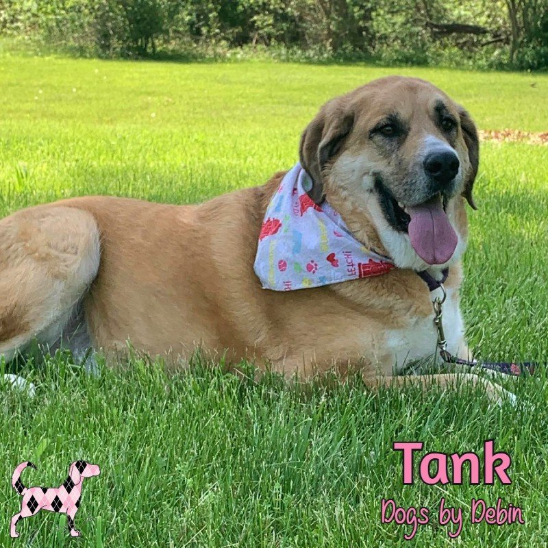 Tank, an adoptable Mixed Breed in Kansas City, MO, 64153 | Photo Image 3