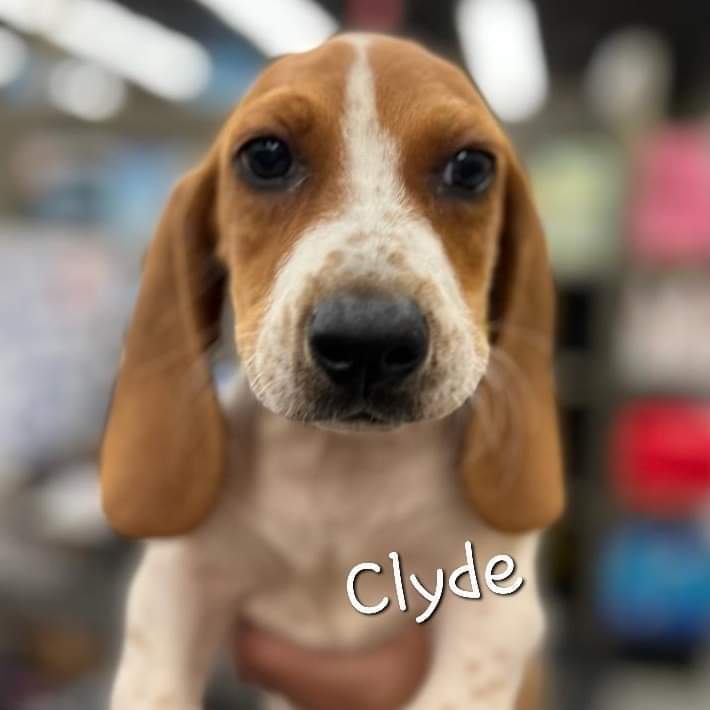 Clyde