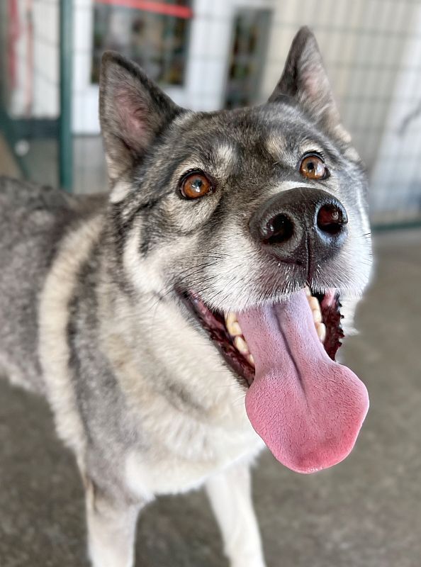 Sequoia, an adoptable Siberian Husky in Berkeley, CA, 94710 | Photo Image 1