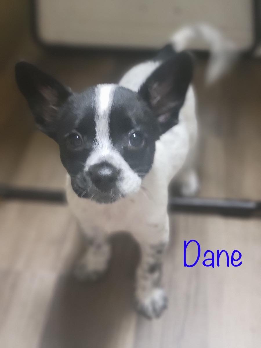 Dane - No more applications please!