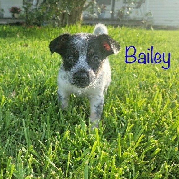 Bailey