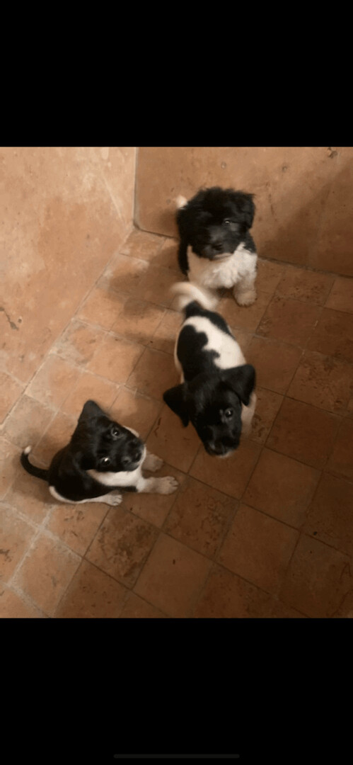 Puppies - 2 Females
