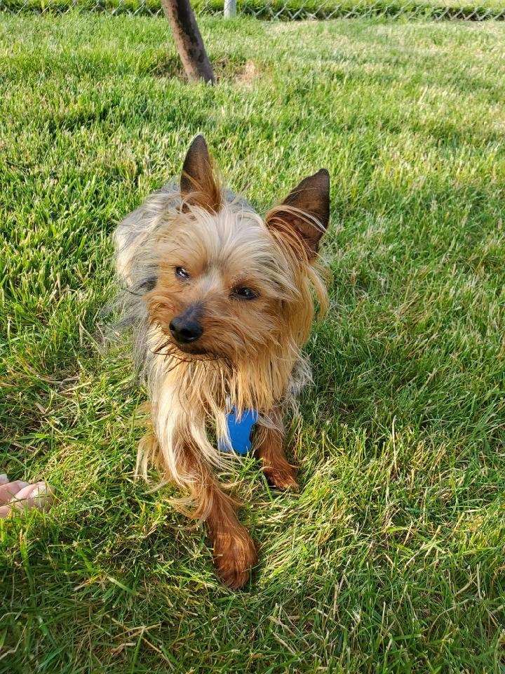 Inky, an adoptable Yorkshire Terrier in Maumee, OH_image-1