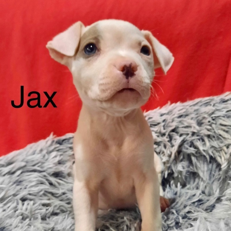 Jax