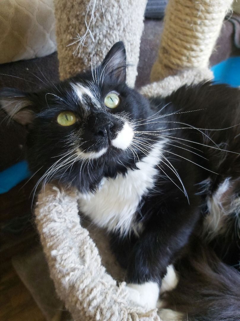 Hamish and Moira (Bonded Pair), an adoptable Domestic Medium Hair in Scarborough, ON, M1E 3L9 | Photo Image 1