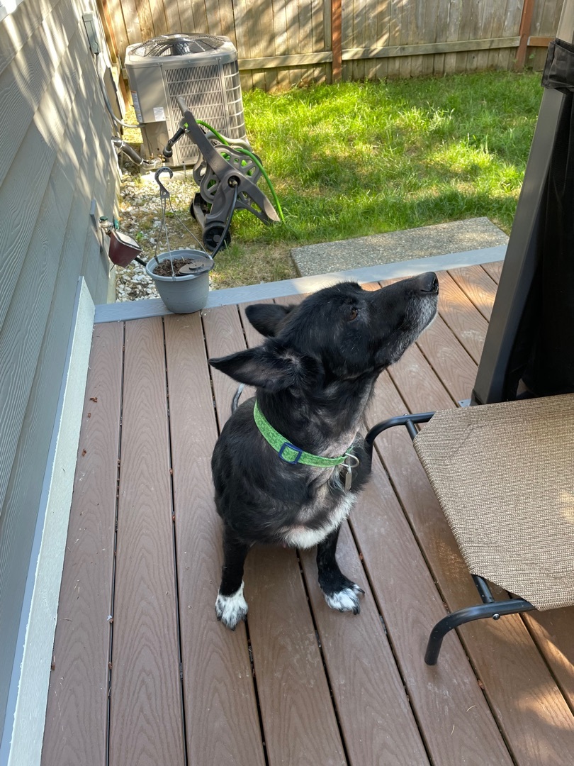 Ash, an adoptable German Shepherd Dog in Puyallup, WA, 98371 | Photo Image 2