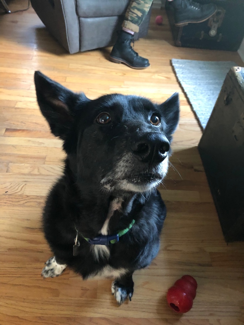 Ash, an adoptable German Shepherd Dog in Puyallup, WA, 98371 | Photo Image 1