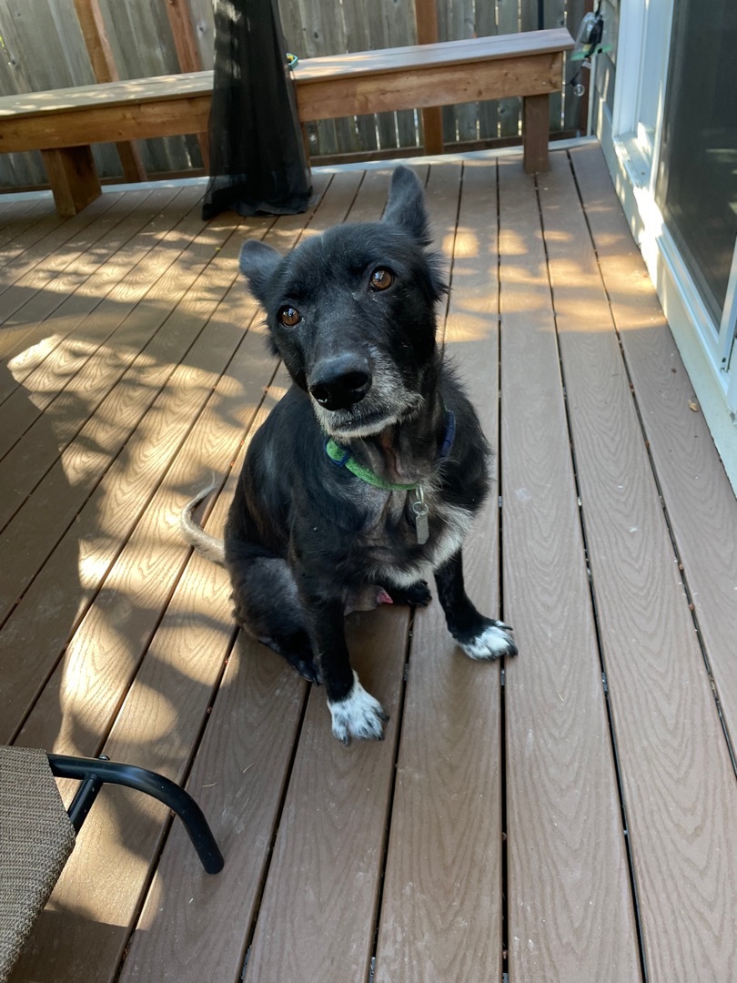 Ash, an adoptable German Shepherd Dog in Puyallup, WA, 98371 | Photo Image 4