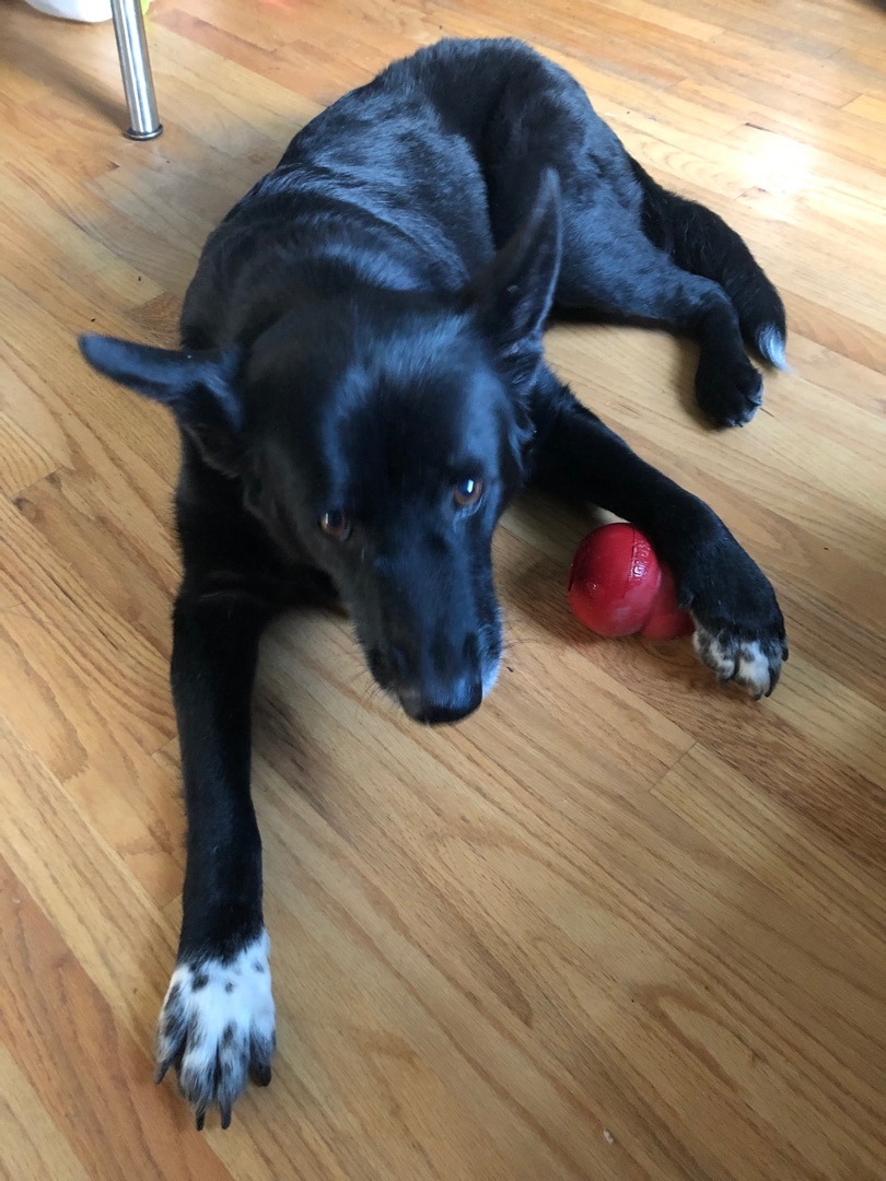 Ash, an adoptable German Shepherd Dog in Puyallup, WA, 98371 | Photo Image 5