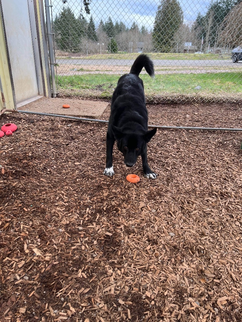 Ash, an adoptable German Shepherd Dog in Puyallup, WA, 98371 | Photo Image 6