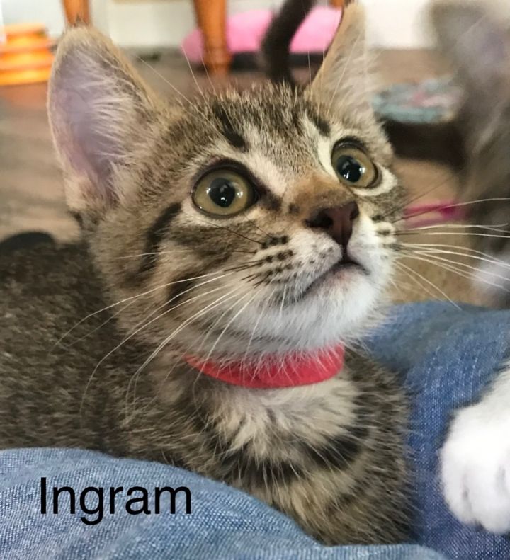 Ingram - North Conroe Petsmart  2