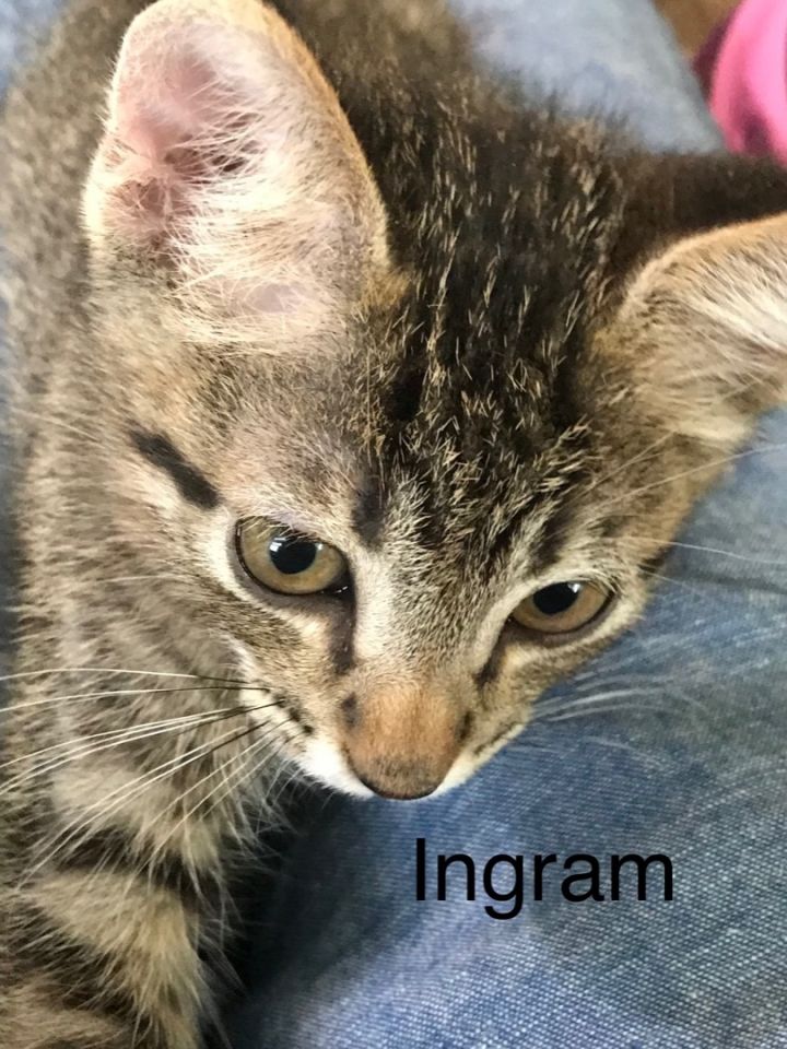 Ingram - North Conroe Petsmart  3