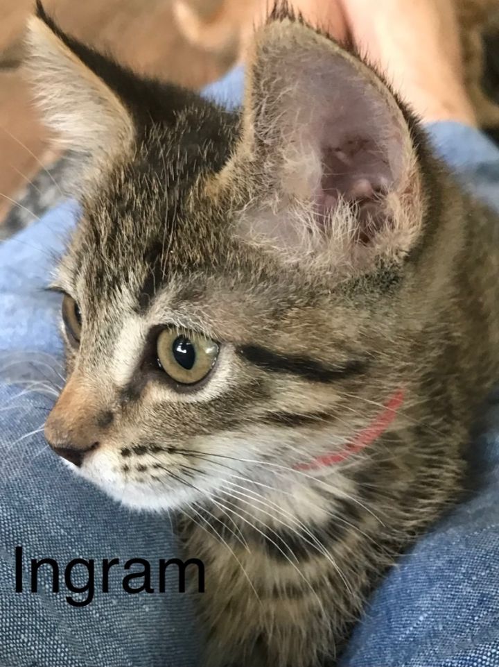 Ingram - North Conroe Petsmart  4