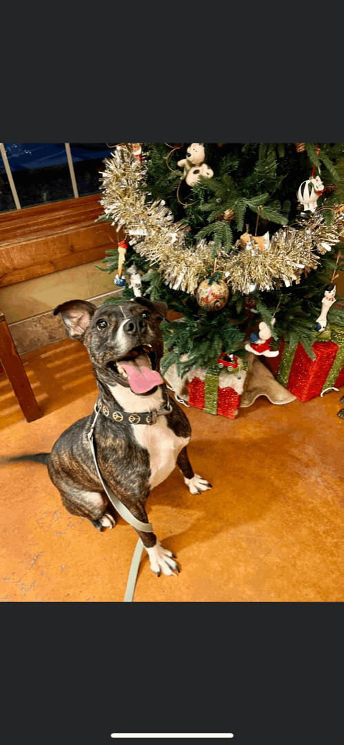 6784 Tensei, an adoptable Terrier in Springfield, MO, 65810 | Photo Image 1