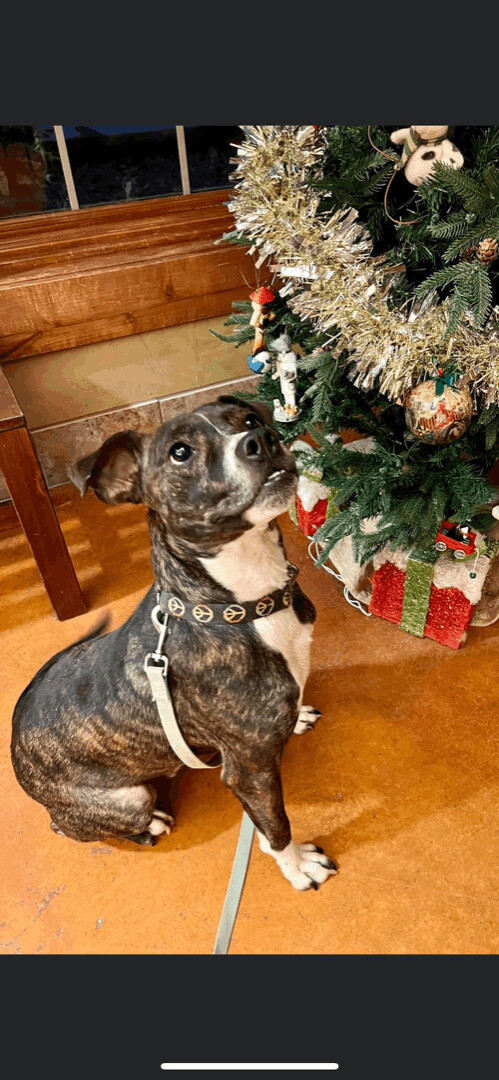 6784 Tensei, an adoptable Terrier in Springfield, MO, 65810 | Photo Image 5