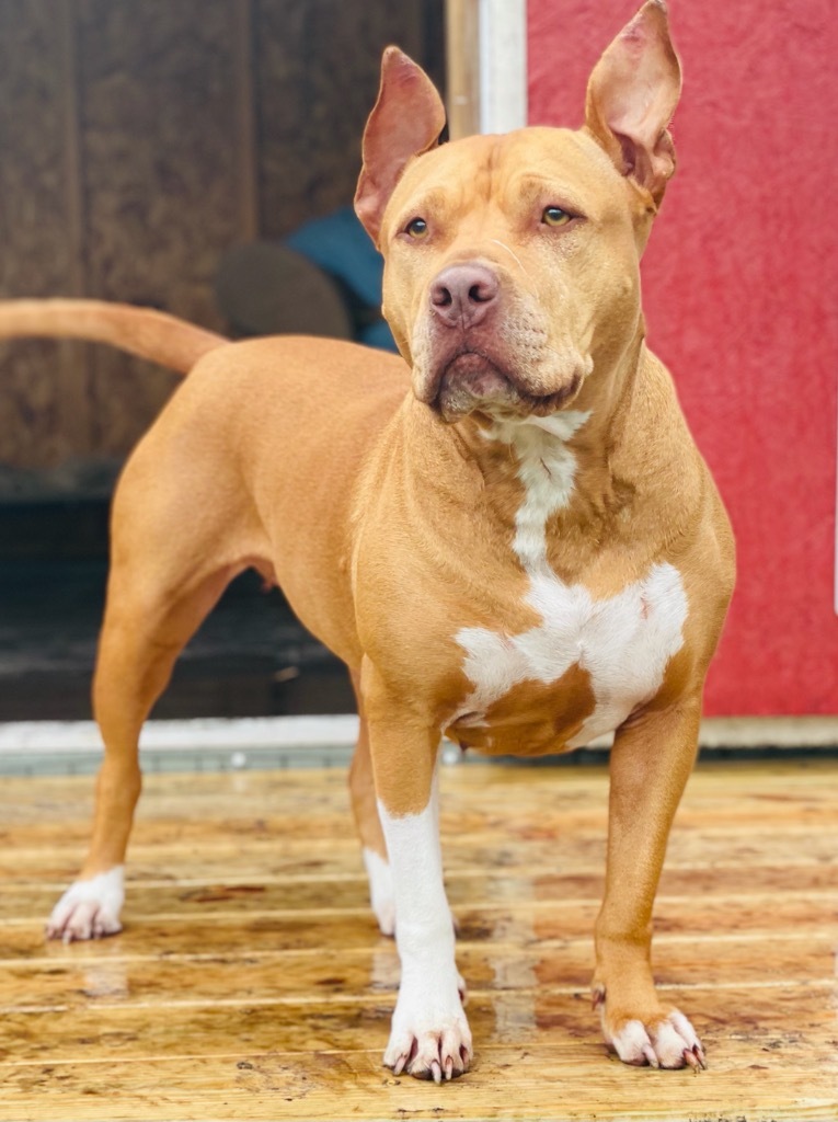 Gingar, an adoptable American Staffordshire Terrier in St. Augustine, FL, 32084 | Photo Image 1