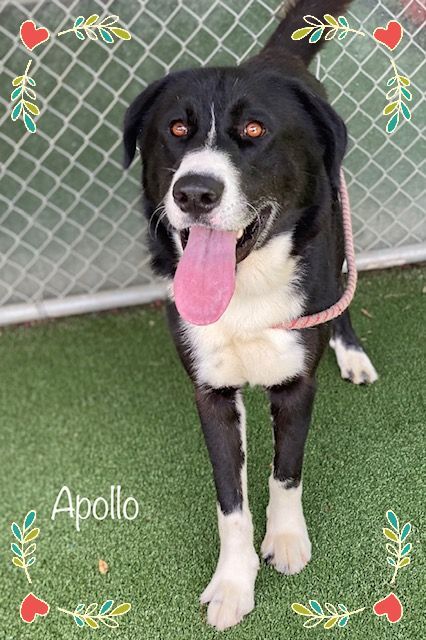 APOLLO