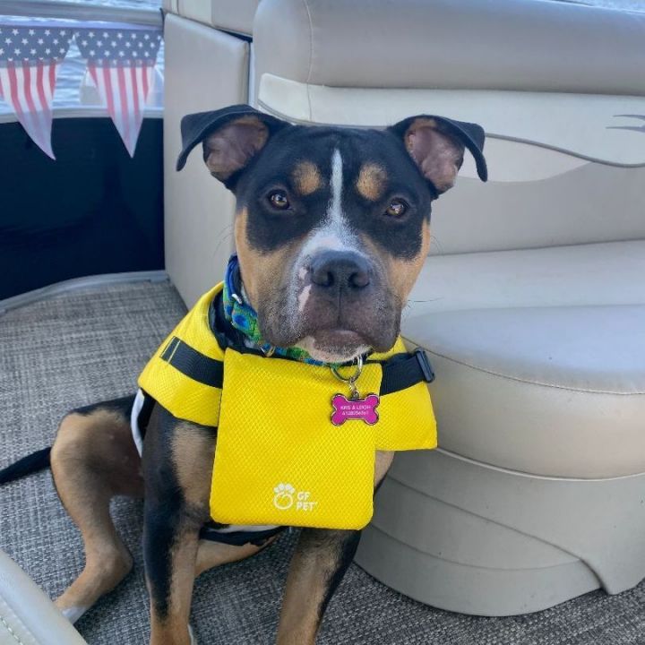 Jackson - no longer accepting applications / current applications under review, an adoptable Rottweiler & Pit Bull Terrier Mix in Minneapolis, MN_image-3