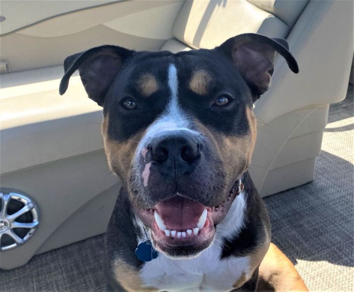 Jackson - no longer accepting applications / current applications under review, an adoptable Rottweiler & Pit Bull Terrier Mix in Minneapolis, MN_image-1