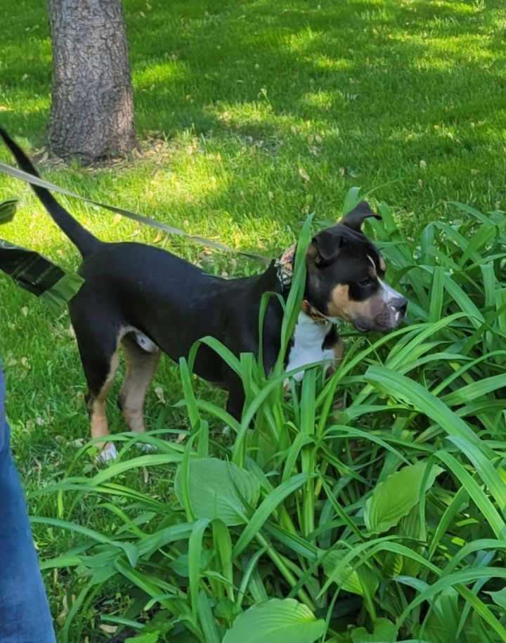 Jackson - no longer accepting applications / current applications under review, an adoptable Rottweiler & Pit Bull Terrier Mix in Minneapolis, MN_image-4