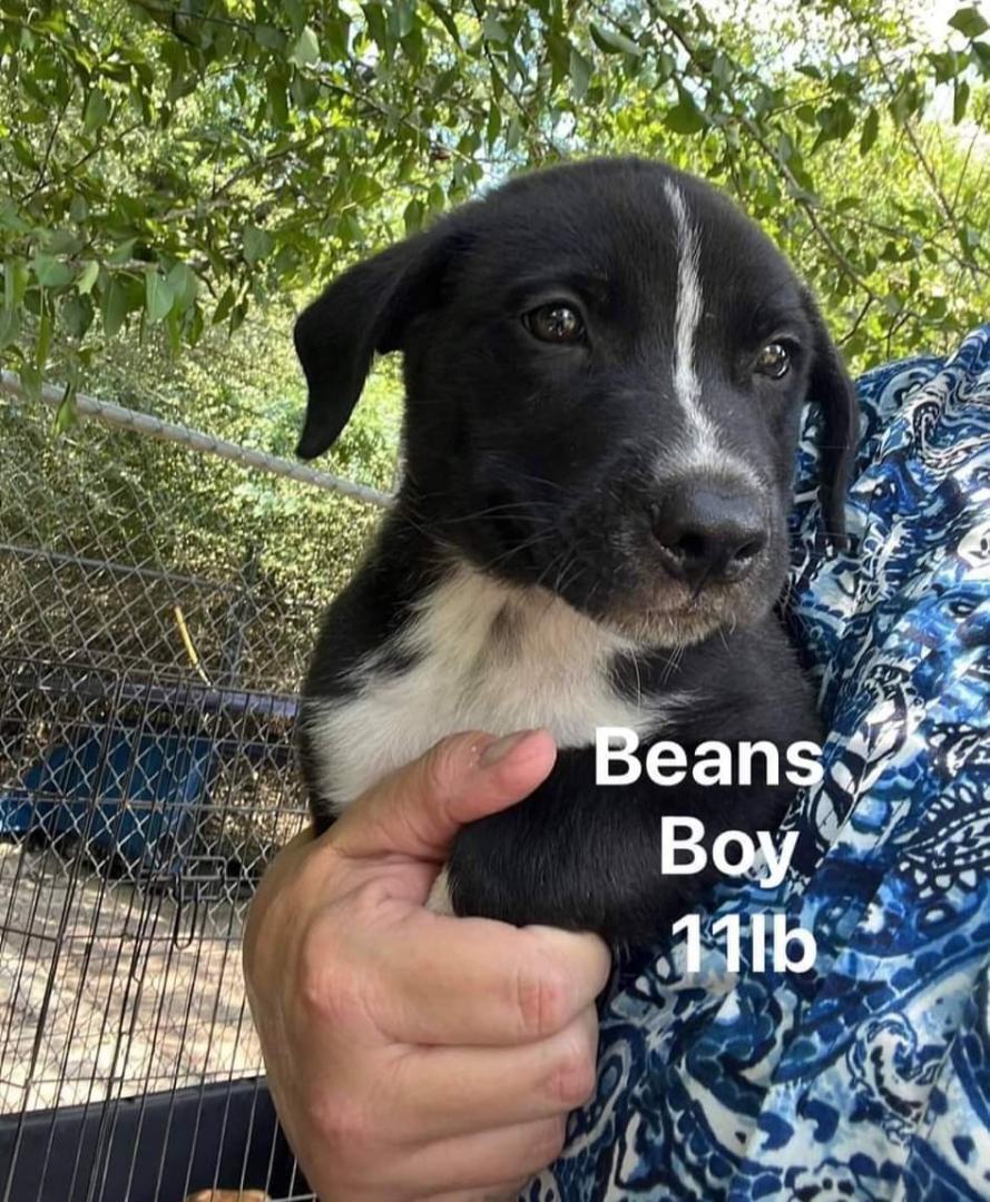 Beans