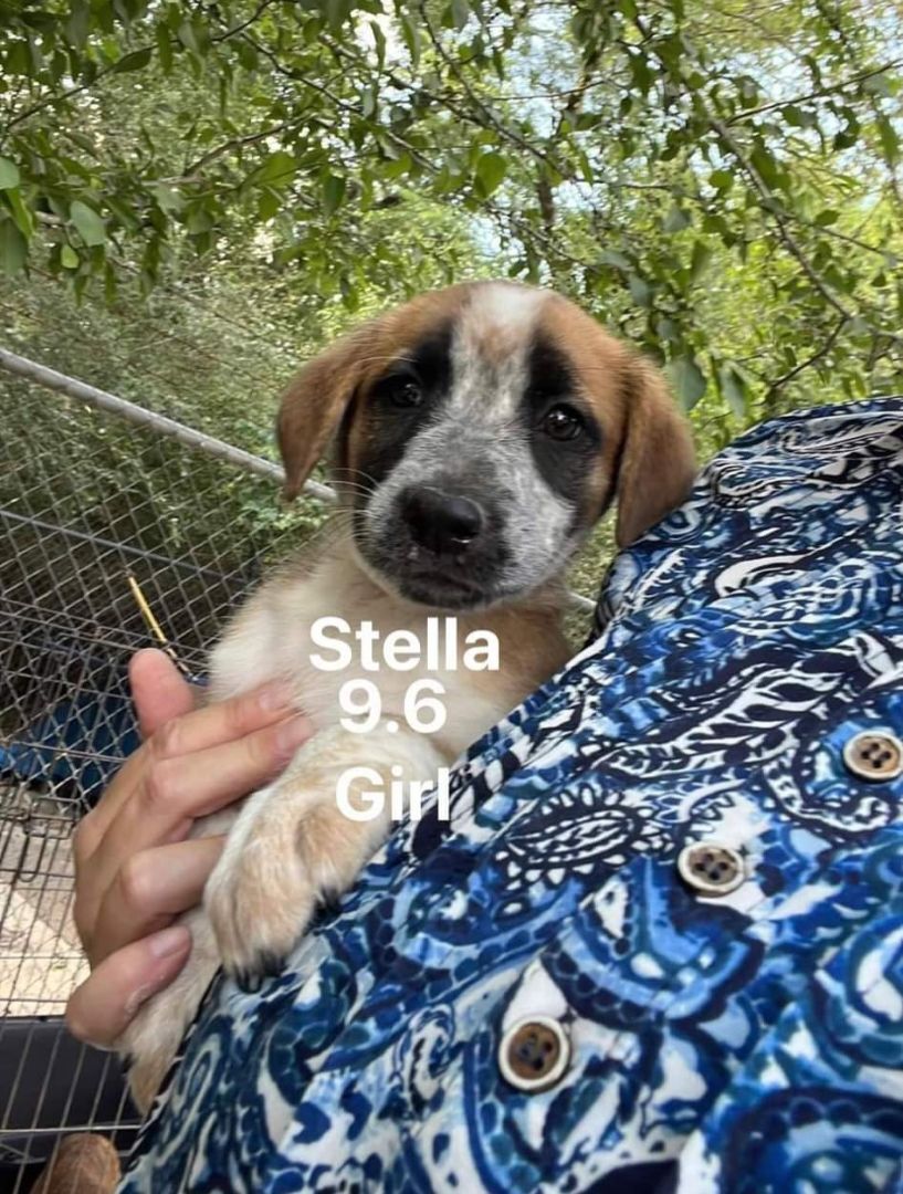 Stella