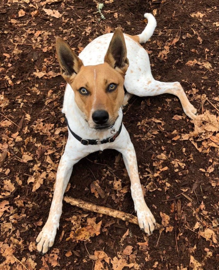 Dog for adoption - Chex, an Australian Cattle Dog / Blue Heeler Mix in  Portland, OR | Petfinder