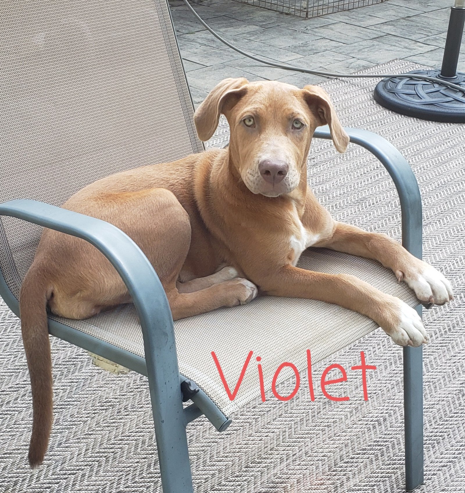 Violet - Available!