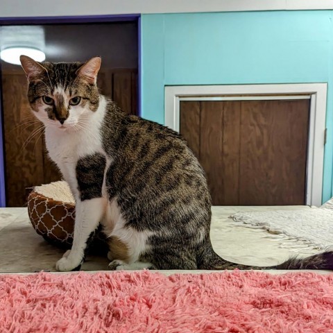 Tracey, an adoptable Domestic Short Hair in Buffalo, NY, 14226 | Photo Image 1