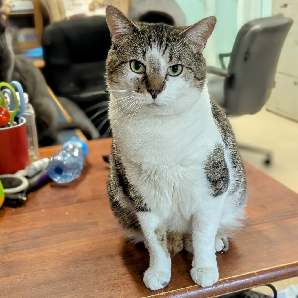 Tracey, an adoptable Domestic Short Hair in Buffalo, NY, 14226 | Photo Image 1
