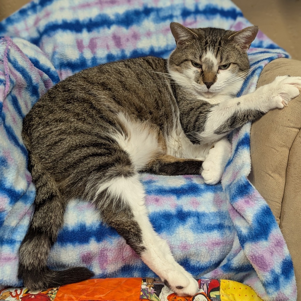 Tracey, an adoptable Domestic Short Hair in Buffalo, NY, 14226 | Photo Image 2