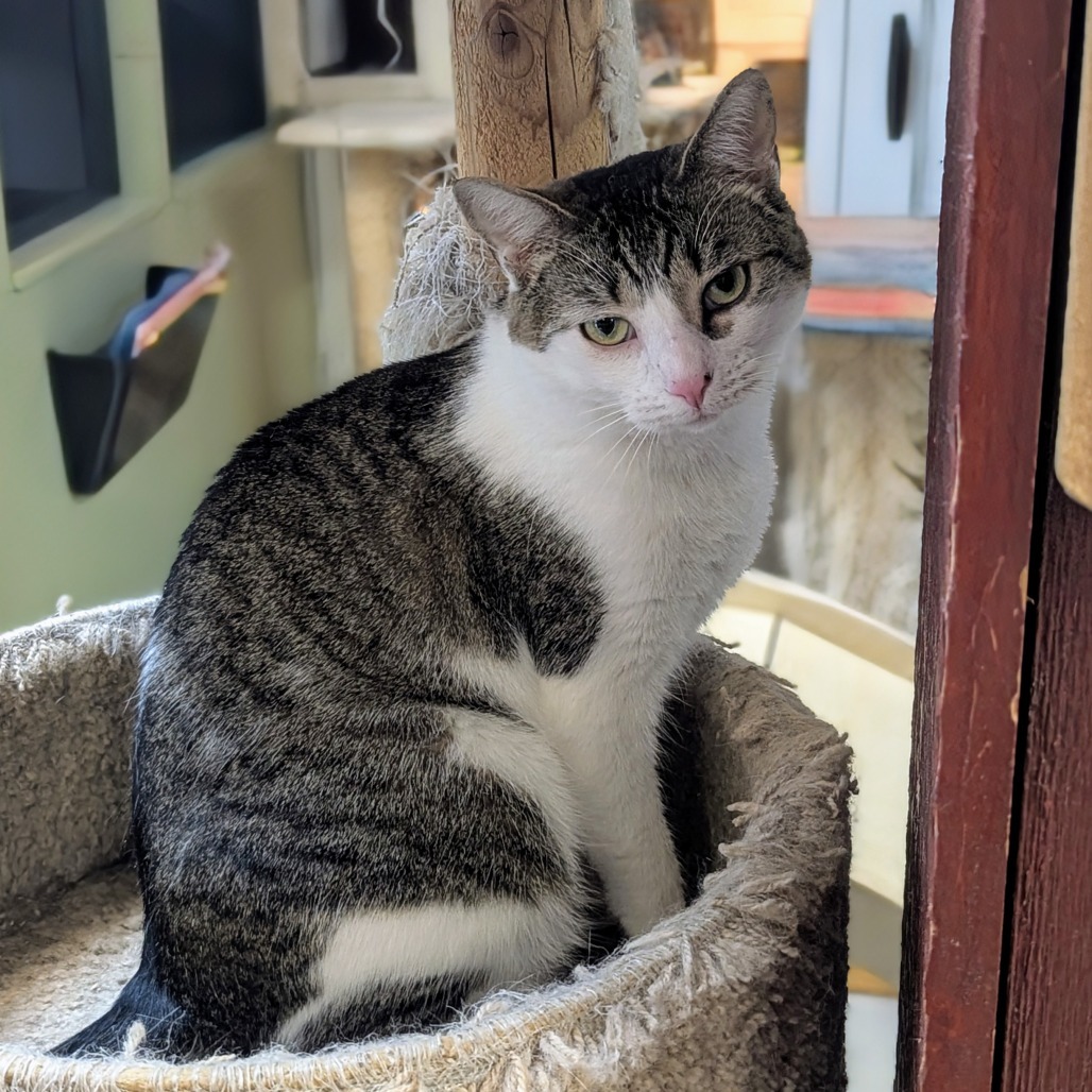 Danny, an adoptable Domestic Short Hair in Buffalo, NY, 14226 | Photo Image 1
