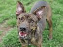 MARTHA's profile on Petfinder.com