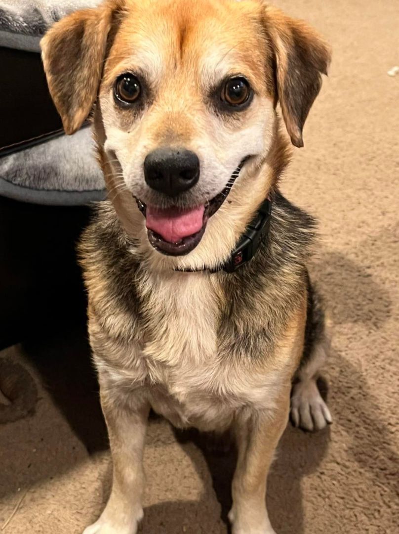 George Washington, an adoptable Beagle in Waldorf, MD, 20602 | Photo Image 3