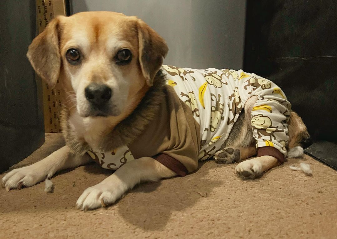 George Washington, an adoptable Beagle in Waldorf, MD, 20602 | Photo Image 1