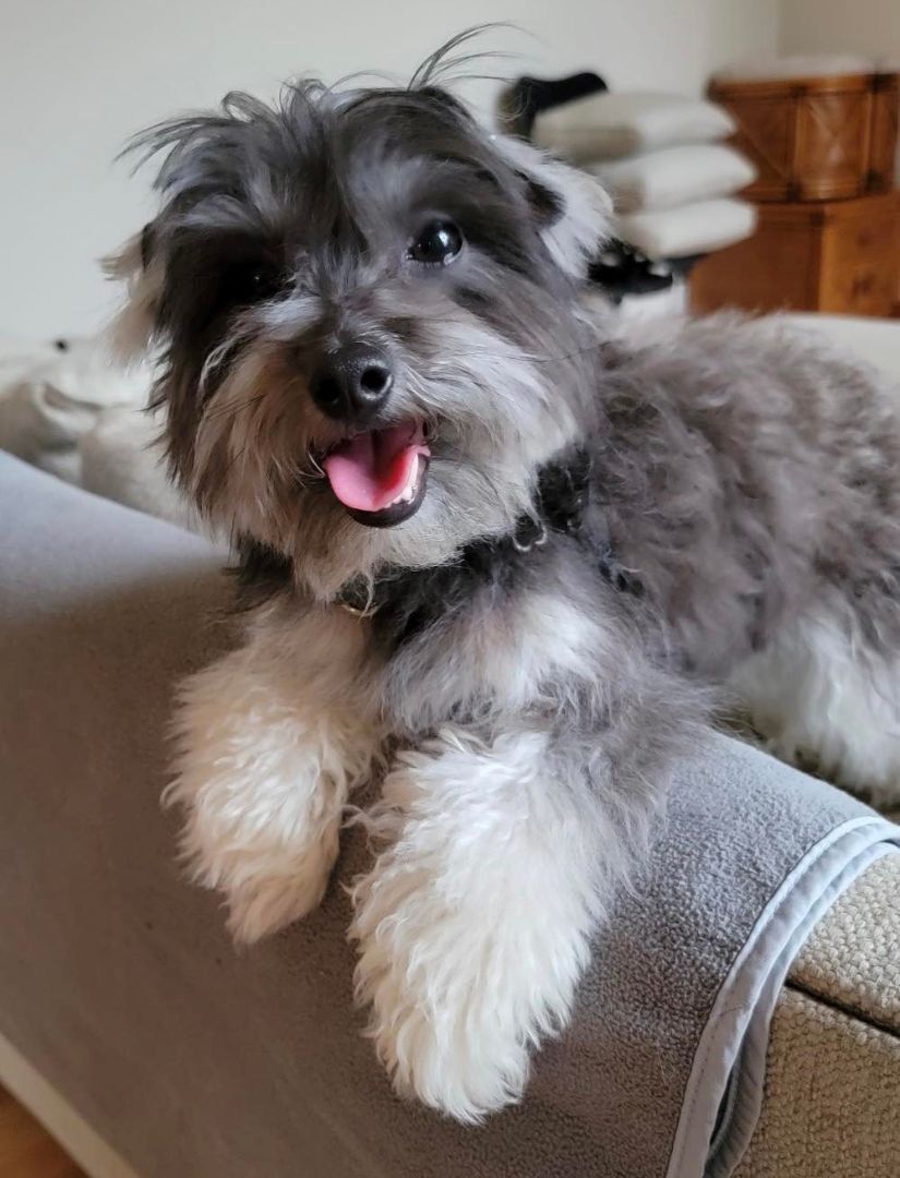 NO LONGER TAKING APPLICATIONS - GRACIE - Charming and petite Schnauzer mix