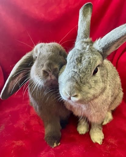 Murray & Rory, an adoptable Chinchilla & Lop Eared Mix in Philadelphia, PA_image-1