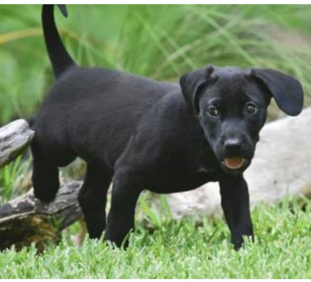 Quinn the Lab Mix Puppy