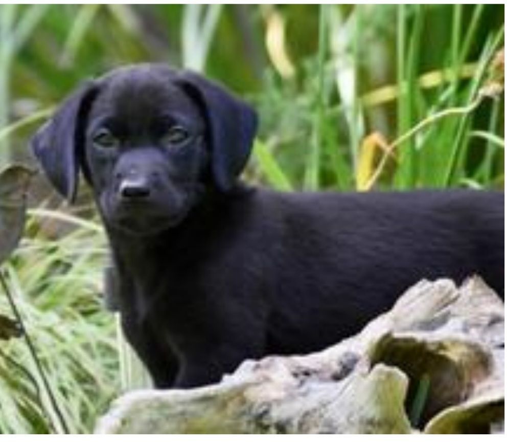 Quinlan The Lab Terrier Puppy