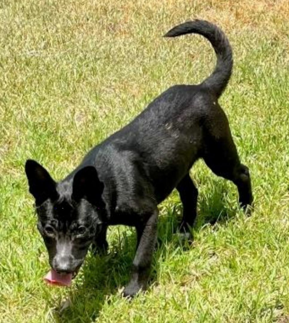 Aurora the Cur Shepherd Mix