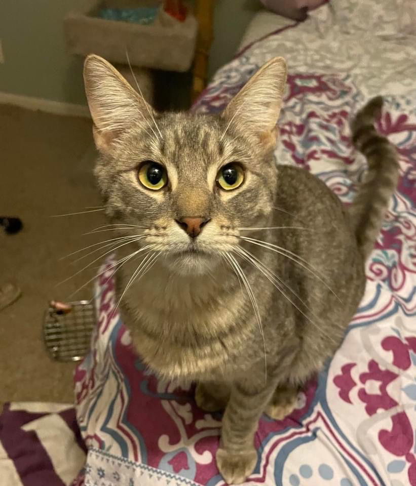 "Apollo", an adoptable Domestic Medium Hair, Tabby in Fort Worth, TX, 76108 | Photo Image 1