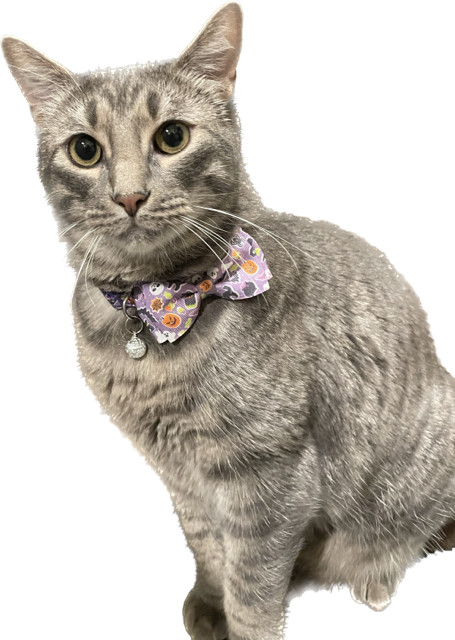 "Mercury", an adoptable Domestic Medium Hair, Tabby in Fort Worth, TX, 76108 | Photo Image 3