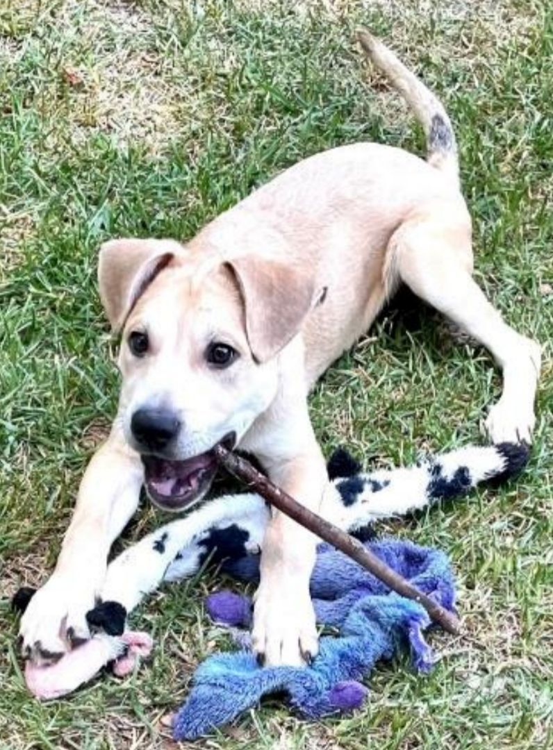 Avalanche the Cur Shepherd Puppy